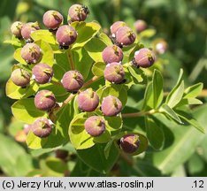 Euphorbia villosa (wilczomlecz włosisty)