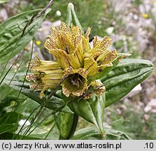 Gentiana punctata