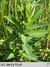 Euphorbia villosa (wilczomlecz włosisty)