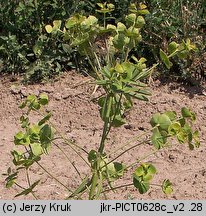 Euphorbia esula (wilczomlecz lancetowaty)