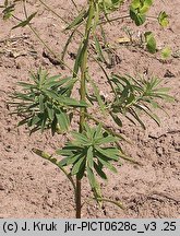 Euphorbia esula (wilczomlecz lancetowaty)