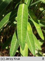 Euphorbia villosa (wilczomlecz włosisty)