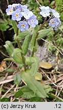 Myosotis alpestris (niezapominajka alpejska)