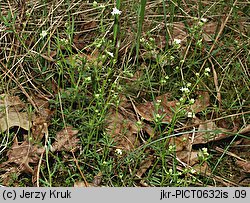 Galium suecicum (przytulia szwedzka)