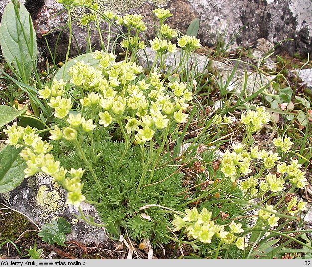 Saxifraga moschata ssp. kotulae