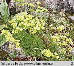 Saxifraga moschata ssp. kotulae