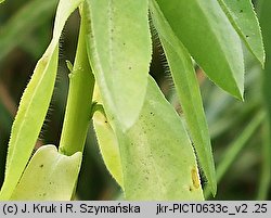 Euphorbia platyphyllos (wilczomlecz szerokolistny)