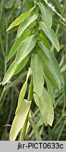 Euphorbia platyphyllos (wilczomlecz szerokolistny)