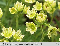 Saxifraga moschata ssp. kotulae