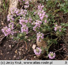 Thymus carpaticus (macierzanka karpacka)