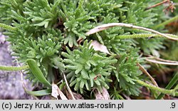 Saxifraga moschata ssp. kotulae