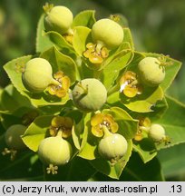 Euphorbia villosa (wilczomlecz włosisty)