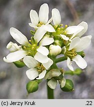 Cochlearia tatrae (warzucha tatrzańska)