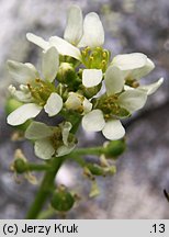 Cochlearia tatrae (warzucha tatrzańska)