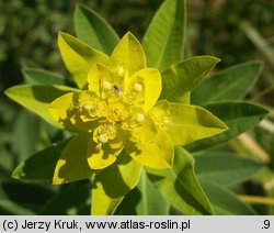 Euphorbia villosa (wilczomlecz włosisty)