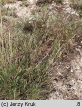 Gypsophila fastigiata (łyszczec baldachogronowy)