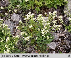 Cochlearia tatrae (warzucha tatrzańska)