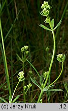 Galium suecicum (przytulia szwedzka)