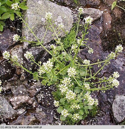 Cochlearia tatrae (warzucha tatrzańska)