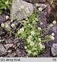 Cochlearia tatrae (warzucha tatrzańska)