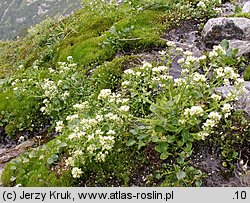 Cochlearia tatrae (warzucha tatrzańska)