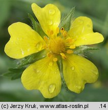 Potentilla recta (pięciornik wyprostowany)