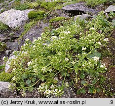 Cochlearia tatrae (warzucha tatrzańska)