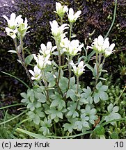 Saxifraga carpathica