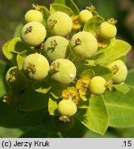 Euphorbia villosa (wilczomlecz włosisty)