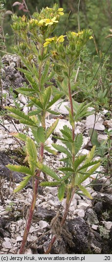 Potentilla recta (pięciornik wyprostowany)