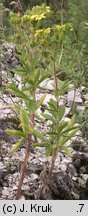 Potentilla recta (pięciornik wyprostowany)