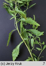 Rorippa ×hungarica (rzepicha węgierska)