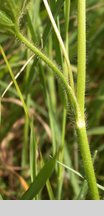 Ranunculus polyanthemos