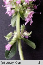 Thymus carpaticus (macierzanka karpacka)