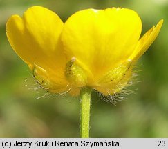 Ranunculus polyanthemos