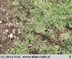 Fumaria rostellata (dymnica szerokodziałkowa)