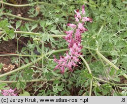 Fumaria rostellata (dymnica szerokodziałkowa)