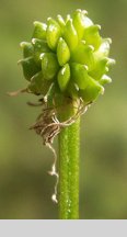 Ranunculus polyanthemos