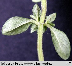 Thymus carpaticus (macierzanka karpacka)