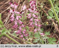 Fumaria rostellata (dymnica szerokodziałkowa)