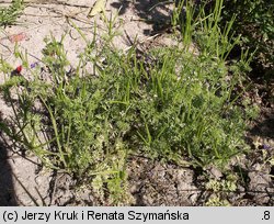 Scandix pecten-veneris (czechrzyca grzebieniowa)