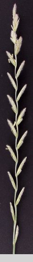 Elymus hispidus ssp. barbulatus