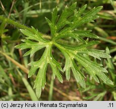 Ranunculus polyanthemos