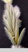 Elymus hispidus ssp. barbulatus