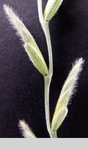 Elymus hispidus ssp. barbulatus