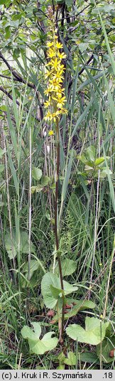 Ligularia sibirica (języczka syberyjska)