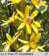 Ligularia sibirica (języczka syberyjska)