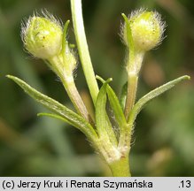 Ranunculus polyanthemos