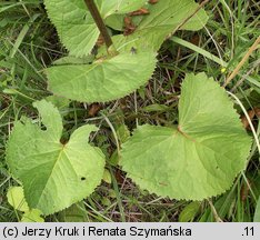 Ligularia sibirica (języczka syberyjska)