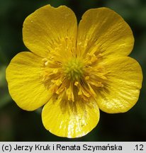 Ranunculus polyanthemos